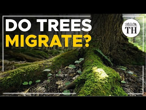 How climate change is affecting the movement of trees