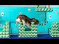 ハムスター ココちゃんのハムマリオ WORLD2-2（HAMUMARIO）Hamster Super Mario Bros.