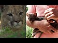 Farmer Brings Home ‘Kitten’ That Turns Out to Be Baby Cougar