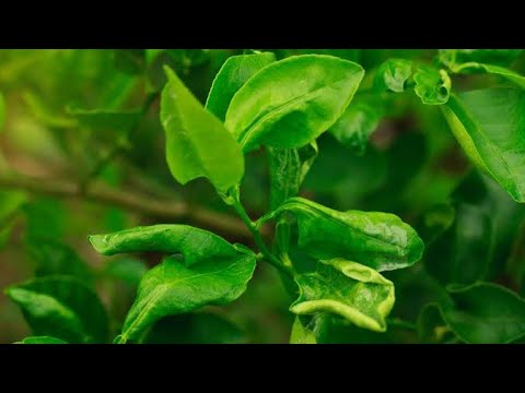 Video: Citrus Thrips Control - How To Treat Citrus Thrips Pests