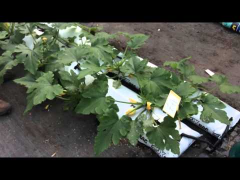 Video: Zucchine In Crescita In Letti Alti In Zone Basse