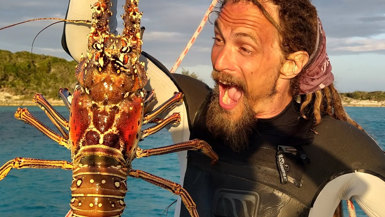 BIGGEST Lobster I’ve ever seen! Swimming with Dolphins [Ep 211]