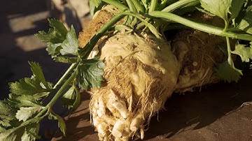 Bejo Celeriac - Winter Crop Video