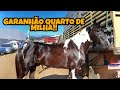 FEIRA DE CAVALO EM CARUARU PE!! MELHORES CAVALOS DE JULHO!!