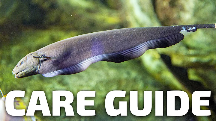 Care Guide for Black Ghost Knifefish - Aquarium Co-Op - DayDayNews