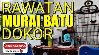 Rawatan MURAI BATU dokor