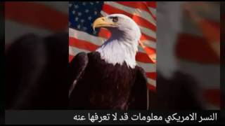 النسر الامريكي معلومات قد لا تعرفها عنه