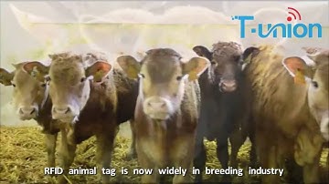 RFID Animal Ear Tag Suited For Cattle Management System In Farm