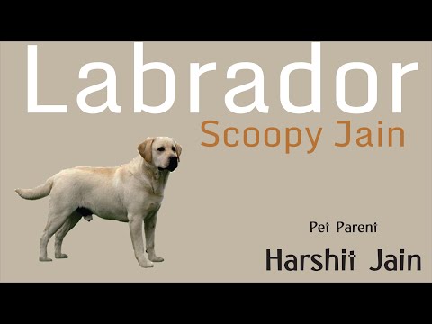 cute pet names for gf Labrador Dog | Pet Parent | Harshit Jain | Scoopy | Lab Dog