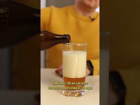 Хотя бы раз полейте свою рассаду… пивом! И вот для чего!