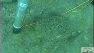 Round Gobies at Calumet Harbor Off Evanston Illinois in Lake Michigan (1997)