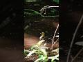 자기 삶을 배우고 있는 아기청둥오리 #shorts
