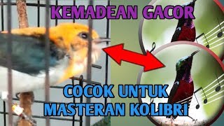 Burung kemade gacor cocok untuk masteran KOLIBRI NINJA