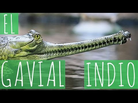 Video: ¿Qué otro nombre recibe el gavial?