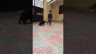 جراوي جيرمن بسعر لقطه            سمعها