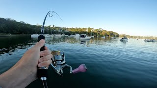 There was so much Bait!!!! || Sydney harbour pelagics ||