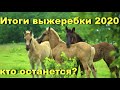 Жеребята этого года. Кто продается? Проект "Русская серебристая" 2020.