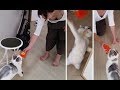 ライオンのぬいぐるみで遊ぶママと白モフ猫