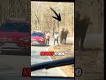 “Why These Men Were Running From an Elephant 😳”