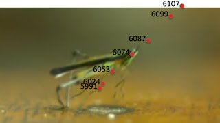 Grasshopper Kinematics, Schwartz, Cal Poly Physics