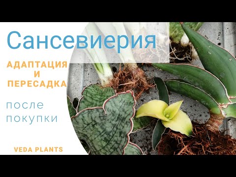 Видео: Sansevieria: яаж халамжлах вэ?