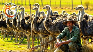 Ostrich farms, How to raise millions of ostriches? | Farm documentary