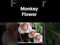 Magical Monkey Flower #short #nature
