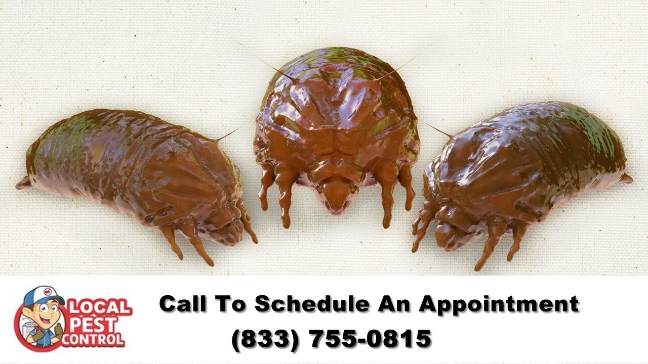 Aurora Pest Control Call Us Today Aurora Pest Control YouTube
