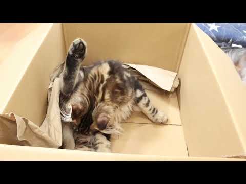 荒ぶるメインクーン子猫ブラウンの金太朗君