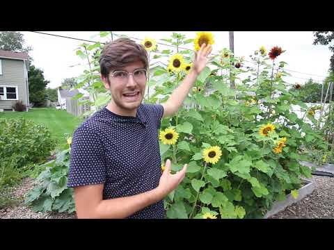 Video: Laat zonnebloemen planten: kun je in de late zomer zonnebloemen laten groeien