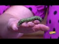 What are Hornworms? and How do they Impact Gardening?