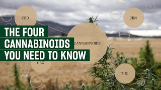 Episode 3 | Cannabinoids | CBD 101 Educational Series
