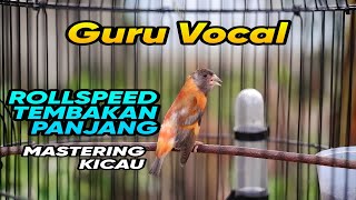 🔴#7 Redsiskin bird singing very beautifull sound || make your canary very impresif‼️