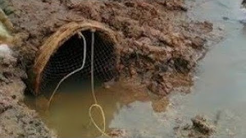 Đặt Lợp Ếch Chạy Vùng Qua Cánh Đồng Mới Làm Đất Chuẩn Bị Sạ Lúa