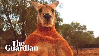 Pirat dreng flydende Remembering Roger the ripped kangaroo - YouTube