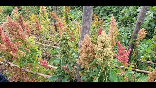 Adaptability and Adoption of Quinoa in Rwanda