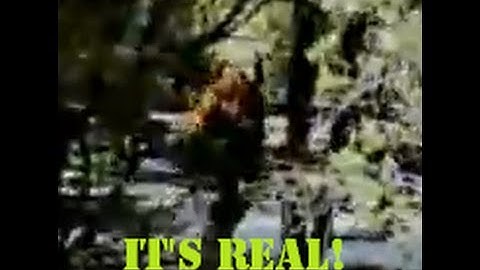 Possible Sasquatch Sighting