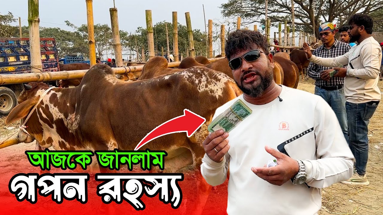 কেন সাইফুল ভাই হযরতপুর হাটে গরু কিনলে সেই গরু গুলো দেখাতে চান না 