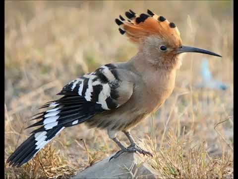 النصري ابو الهدهد