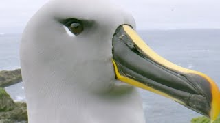 Baby Albatross Encounter Changes Life | Close Encounters | BBC Earth