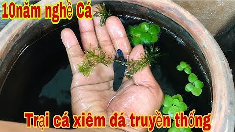 Đột nhập trại cá Xiêm truyền thống 10 năm trong nghề ❤️