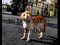 ''to be a cat in Istanbul''