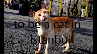 ''to be a cat in Istanbul''