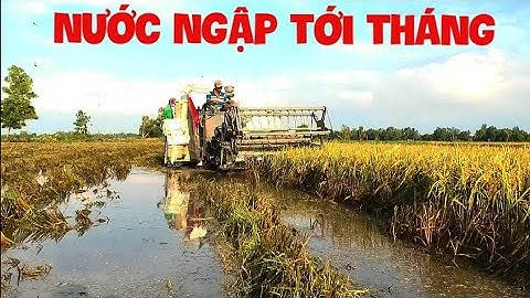 Quay cảnh kubota dc70 loại nước cùng yanmar yh850 ttrong miến ruộng ngập nước vừa cắt vừ xiệt cá