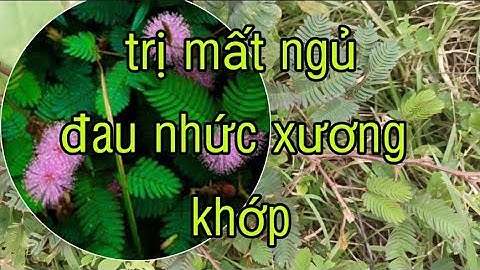 công dụng cây mắc cỡ