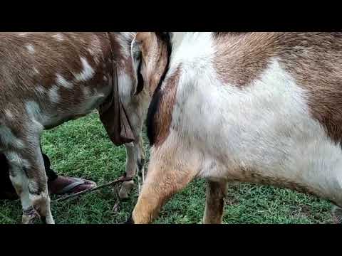 Goat mating Female Goat