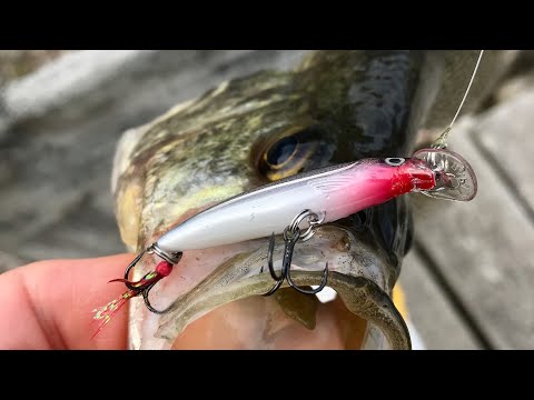 Spybait Crappies  New Lure Trends That Work‼️ 