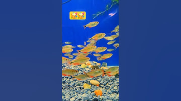 thư giãn cùng loài cá cảnh bám đàn đẹp nhất #aquariumfish #thefishloverstore #cacanh #aquarium