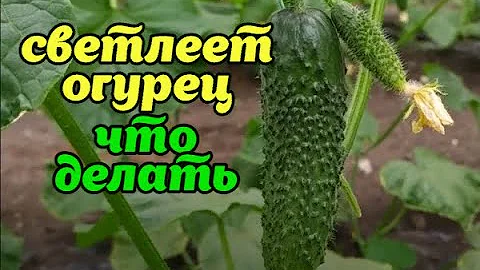 ОЧЕНЬ СВЕТЛЫЕ ПЛОДЫ ОГУРЦОВ !КАК ИСПРАВИТЬ ЦВЕТ ПЛОДА НА  ТЕМНО ЗЕЛЁНЫЙ!