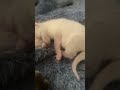 Little kitten meows